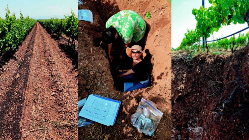 l’irrigation de la vigne : une nécessité dans certains terroirs