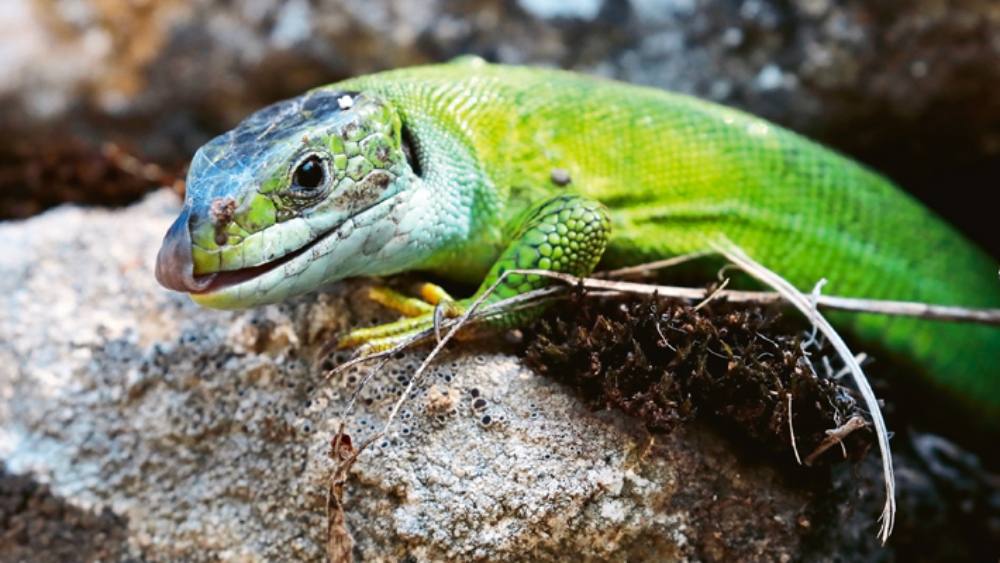 Lézard vert
