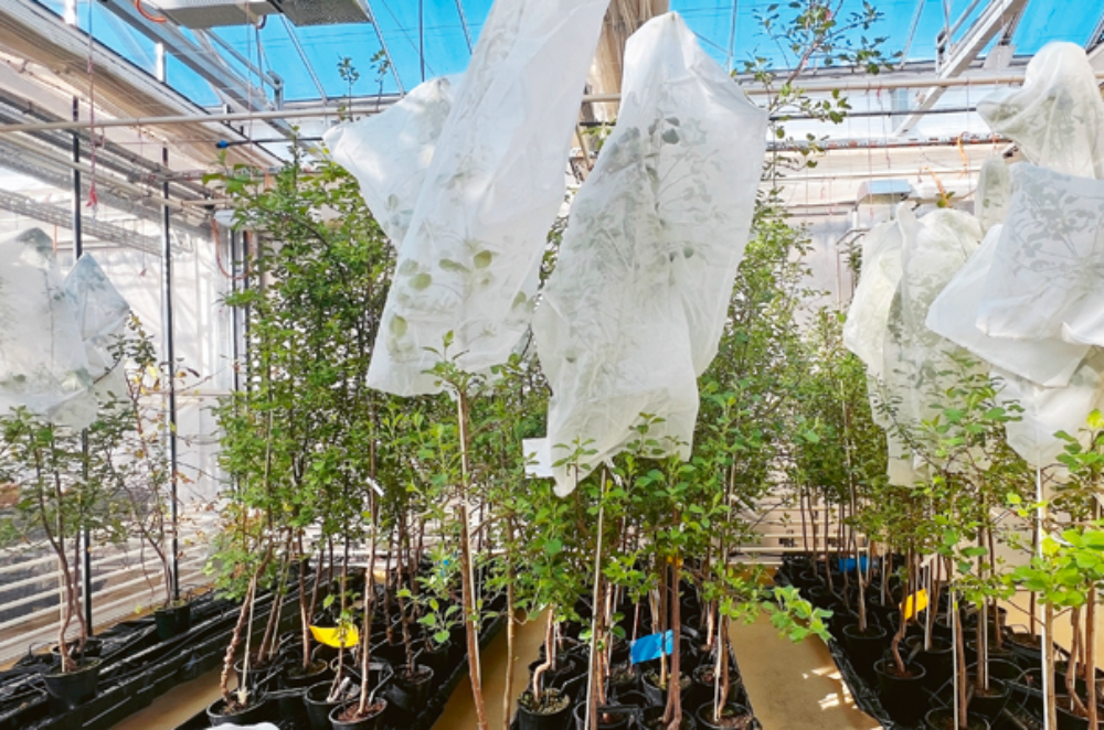 LA MÉTHODE « FAST-TRACK »