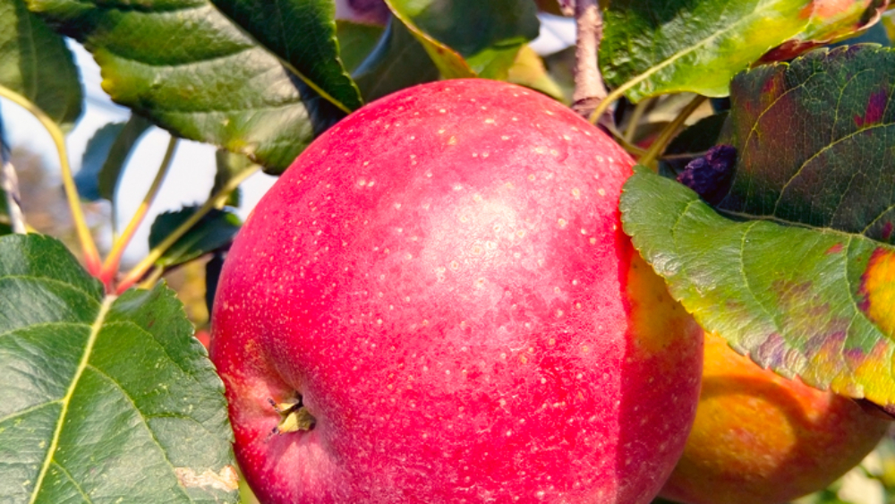 Wurtwinning – La « winner » des nouvelles variétés de pomme