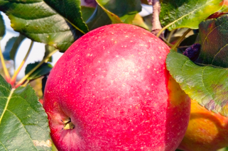 Wurtwinning – La « winner » des nouvelles variétés de pomme