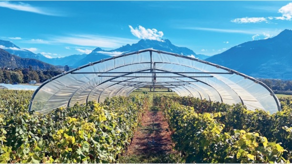 Tunnels maraîchers dans le vignoble d'Yvorne