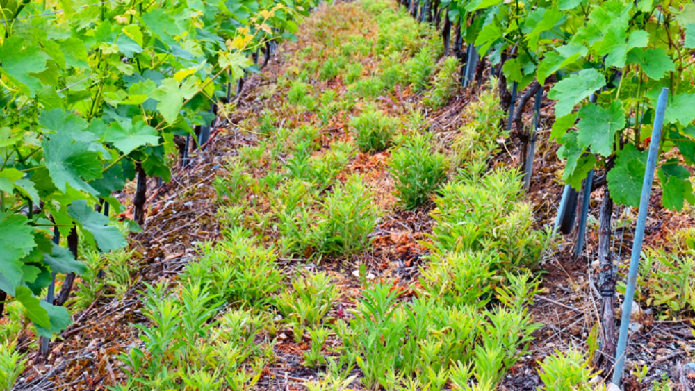 Vergerettes ayant résisté suite à un traitement au glyphosate en 2022
