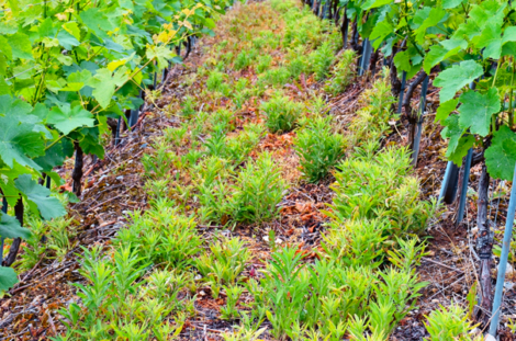 Vergerettes ayant résisté suite à un traitement au glyphosate en 2022