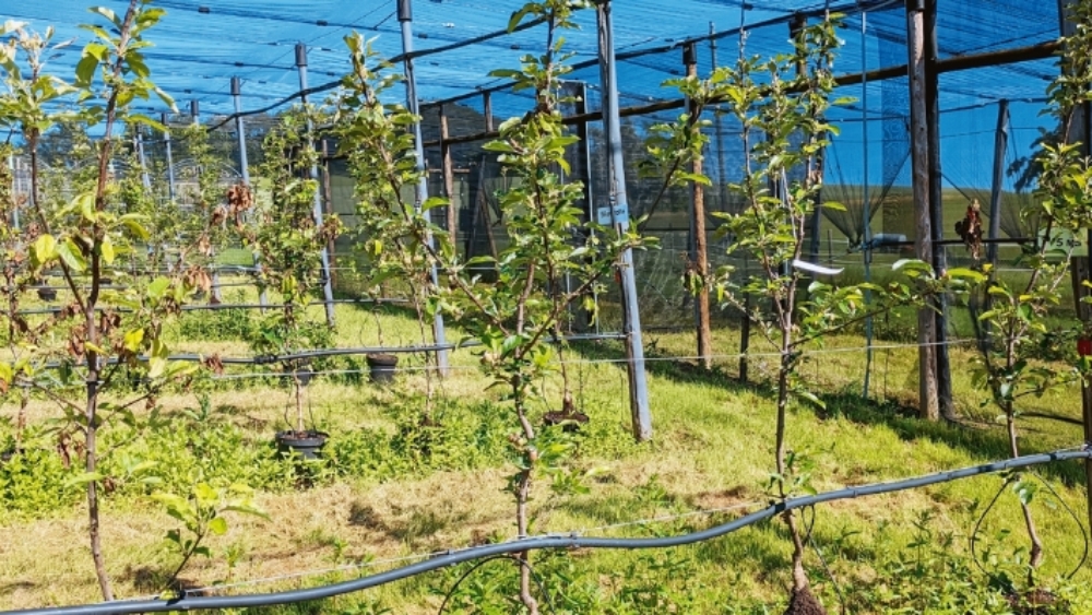 LUTTER CONTRE LE FEU BACTÉRIEN EN SUISSE