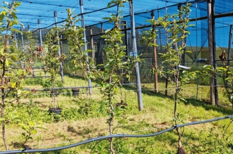 LUTTER CONTRE LE FEU BACTÉRIEN EN SUISSE