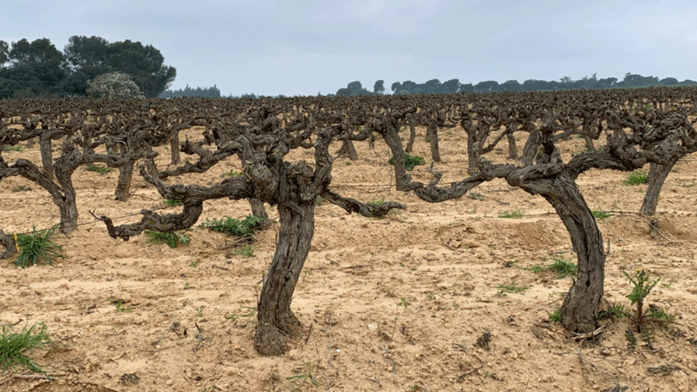 Vieilles vignes de Grenache après la taille