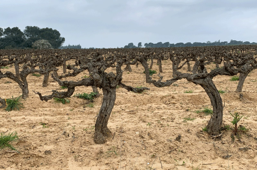 Vieilles vignes de Grenache après la taille