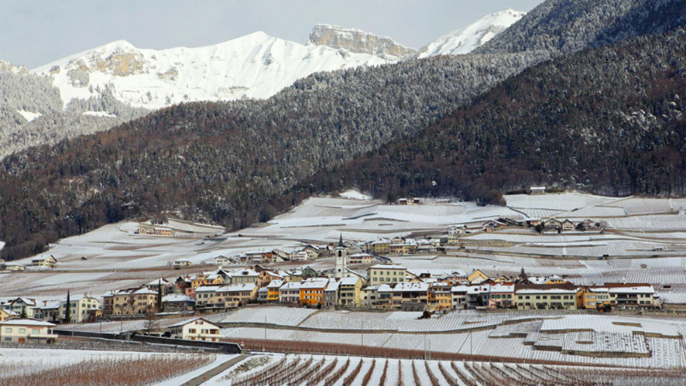 Vignes et Vergers Yvorne : La commune loue ses vignes