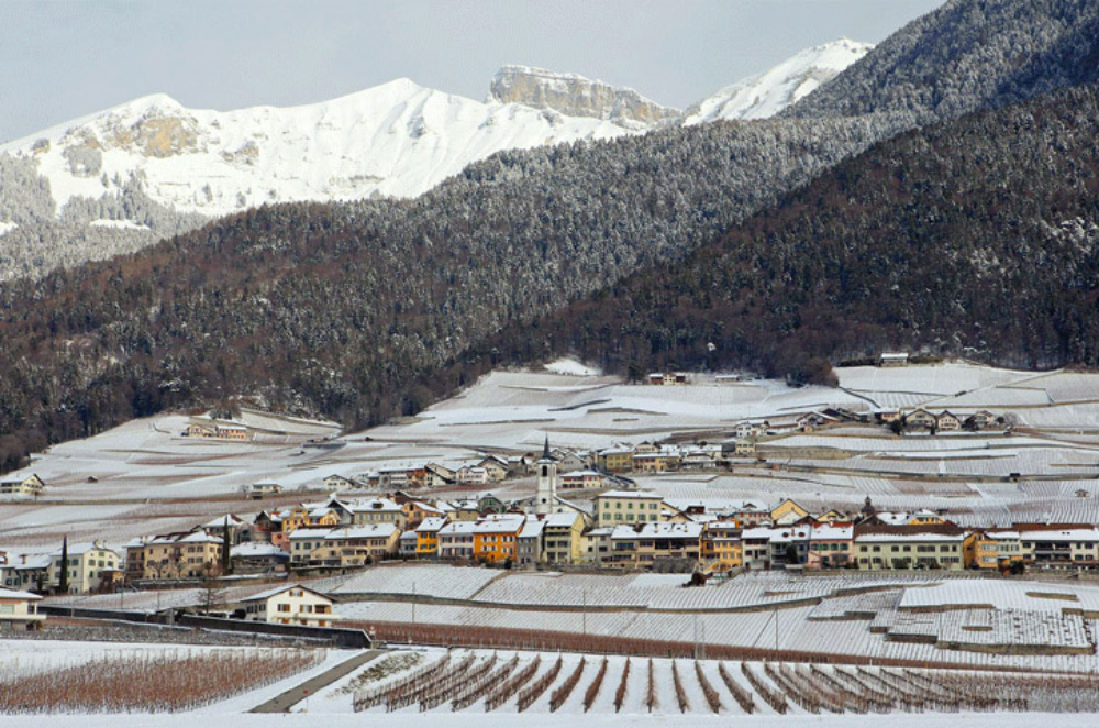 Vignes et Vergers Yvorne : La commune loue ses vignes