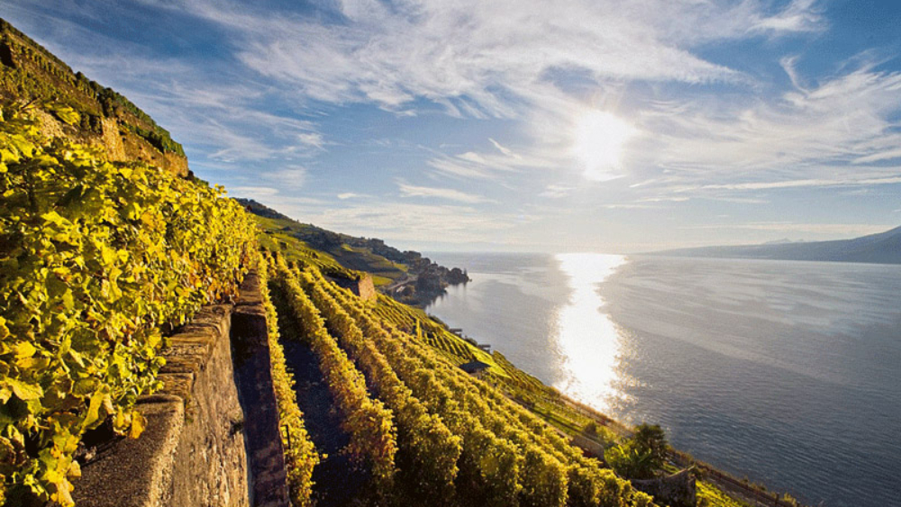 Régions viticoles classé au Patrimoine mondial de l’UNESCO. Clos de la République, Epesses