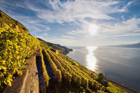 Régions viticoles classé au Patrimoine mondial de l’UNESCO. Clos de la République, Epesses