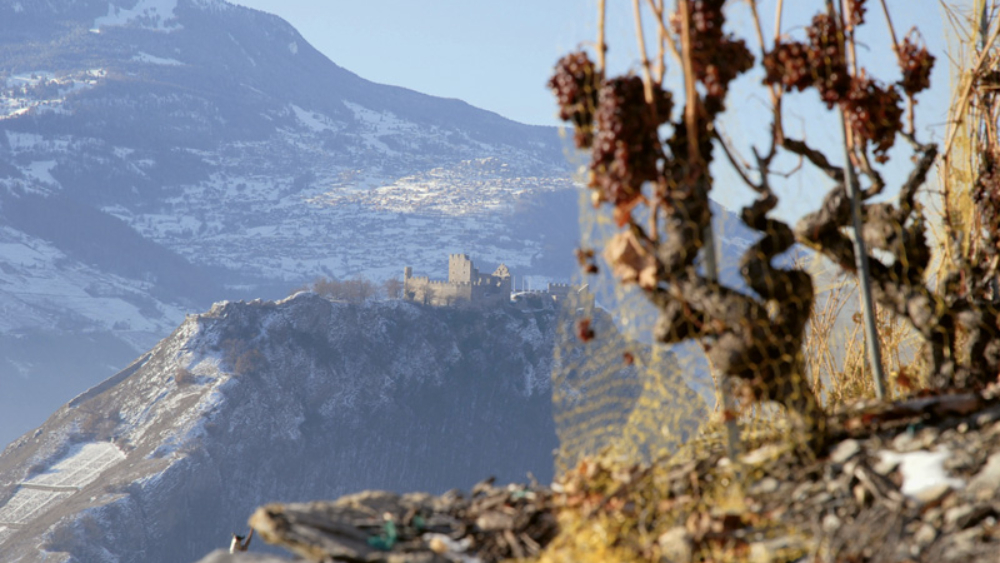 Vitidaynouvelle manifestation pour la promotion des métiers de la vigne et du vin