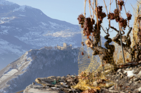 Vitidaynouvelle manifestation pour la promotion des métiers de la vigne et du vin