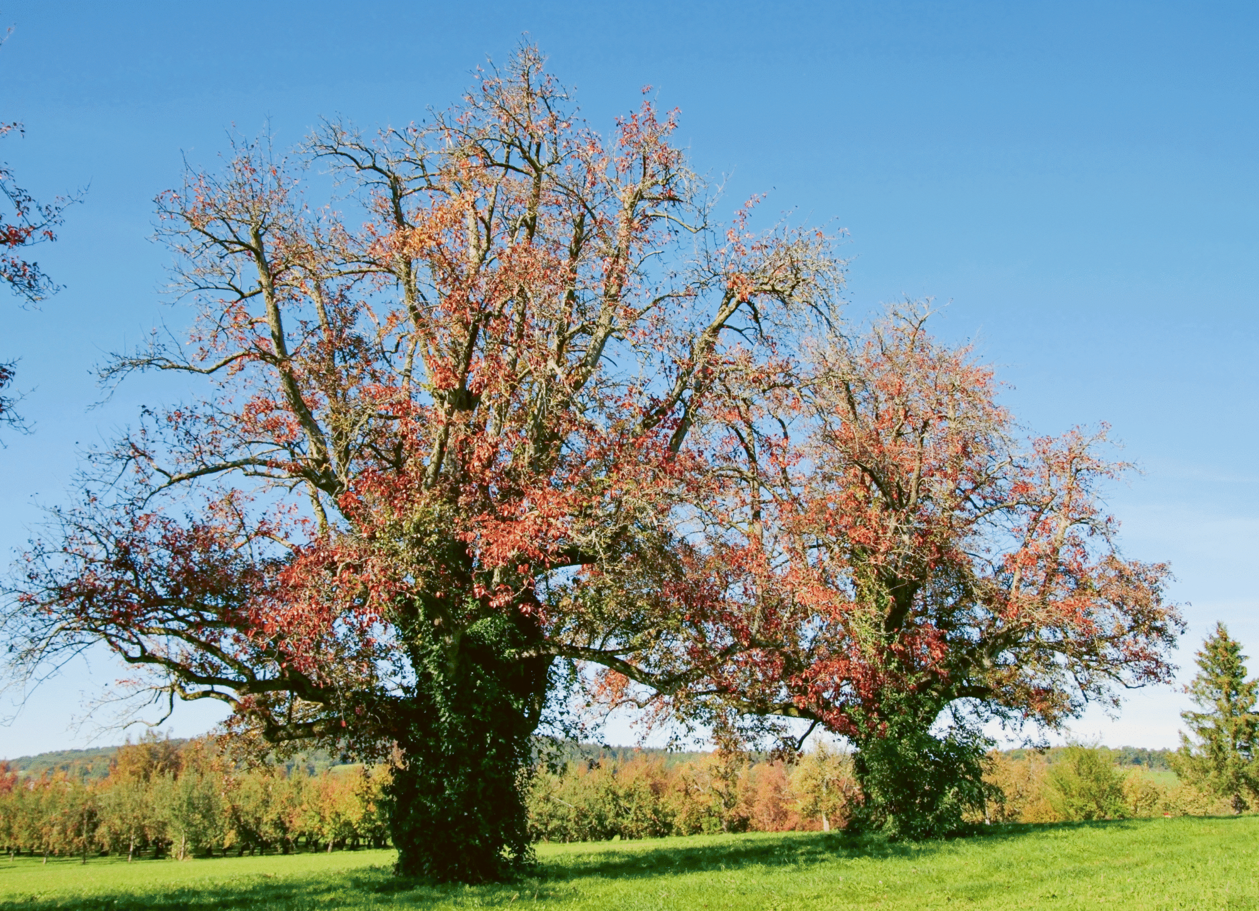 Deux vieux poiriers présentant des symptômes évidents de dépérissement du poirier : coloration rouge précoce, dépérissement de certaines branches et chute précoce des feuilles.