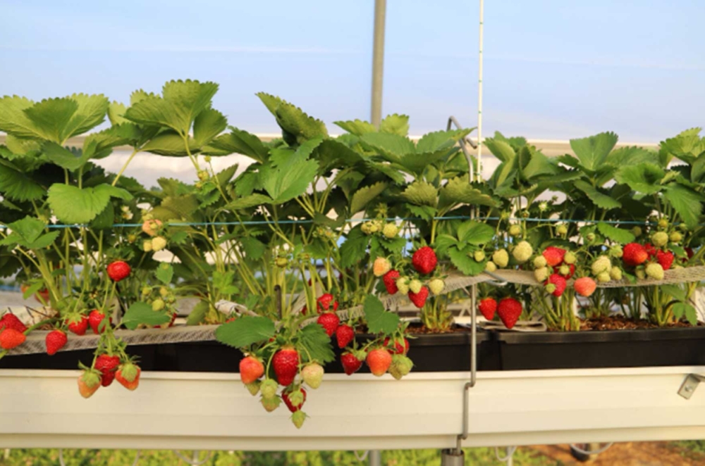 Culture de fraises