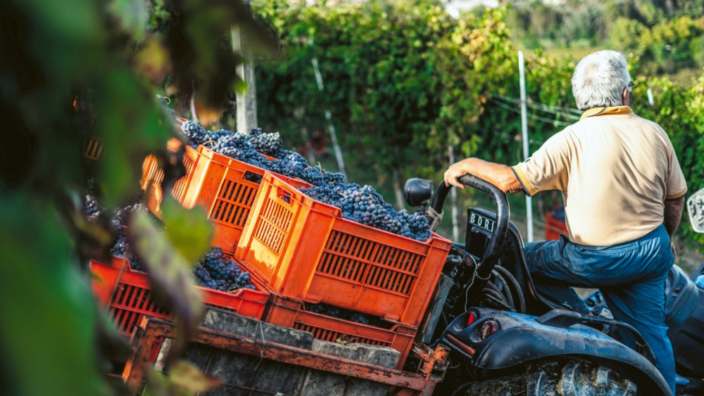 Viticulture en Valais