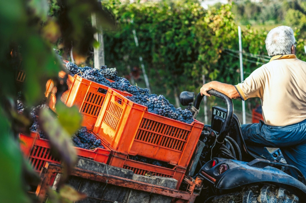 Viticulture en Valais