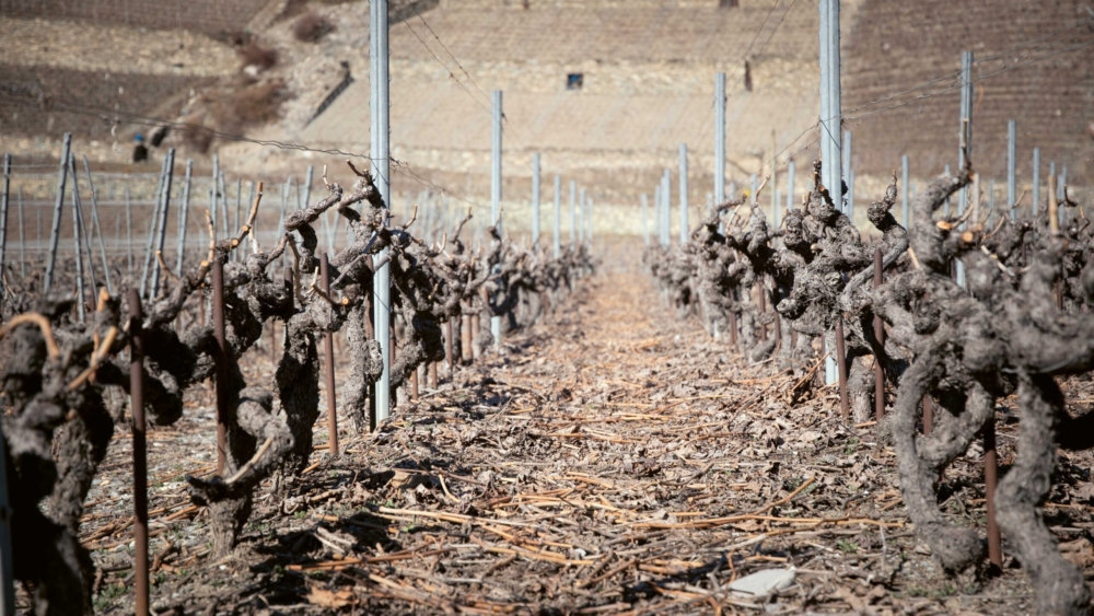 C’est pendant l’hiver que le rendement de la vigne va se jouer. À cette période, la qualité de la taille est décisive.