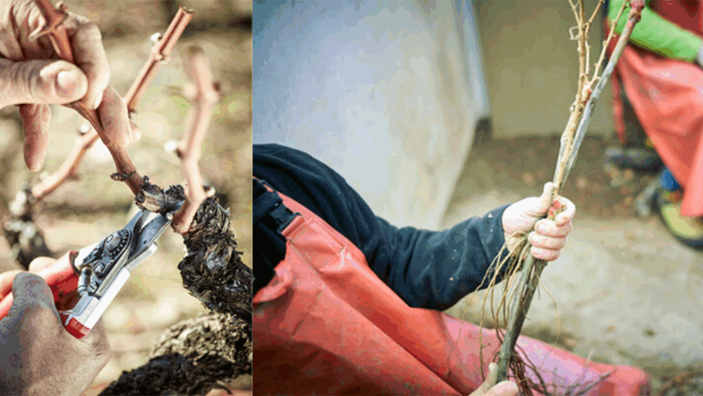 Pépiniéristes dossier