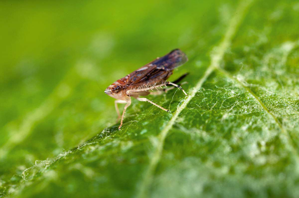 Fig. 1 : La cicadelle d’origine américaine, Scaphoideus titanus, est le principal vecteur de la flavescence dorée.