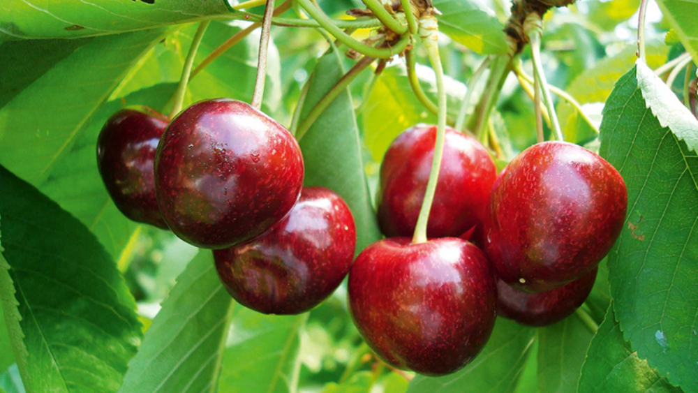 En 2024, la conservation des cerises a été particulièrement difficile.