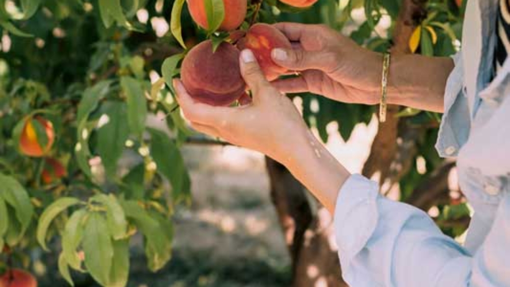 Cueillettes de fruits