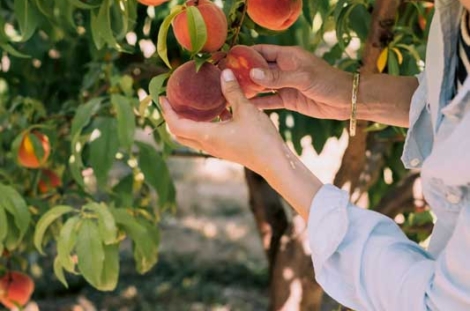 Cueillettes de fruits