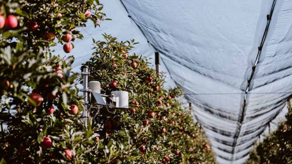 Appareil de contrôle pour la récolte de fruits à pépins.