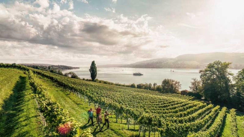 Balade dans les vignes à Aargau